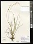 Carex conoidea Willd.