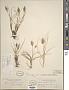 Carex douglasii Boott