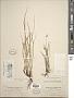 Carex globosa Boott