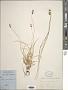 Carex muricata L.