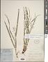 Carex oligocarpa Willd.
