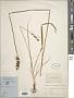 Carex vulpina L.