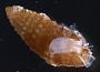 Carinapex sp.