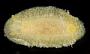 Cariopsilla pharpa