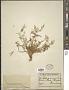 Carlesia sinensis Dunn
