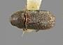 Carphoborus pseudotsugae