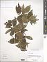 Carpinus orientalis Mill.