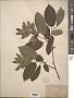 Carpinus sp.