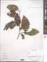 Carpinus sp.