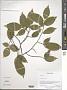 Carpinus viminea Lindl. ex Wall.