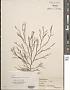 Carpomitra costata (Stackh.) Batters