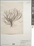 Carradoriella elongata (Hudson) Savoie & G.W. Saunders