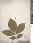 Carya sp.