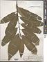 Castanea x neglecta Dode