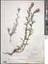 Castilleja hispida Benth. ex Hook.