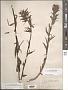 Castilleja hispida Benth. ex Hook.