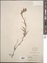 Castilleja lithospermoides Kunth