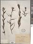 Castilleja miniata Douglas ex Hook.