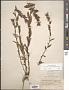Castilleja miniata Douglas ex Hook.