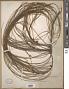 Casuarina sp.