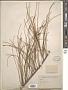 Casuarina sp.