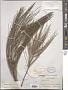 Casuarina sp.