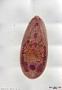 Catatropis pacifera