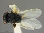 Catolaccus tylodermae