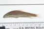Catostomus rhothoecus