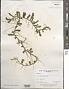 Caulerpa sp.