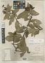 Cavendishia smithii Hoerold