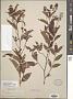 Ceanothus americanus L.
