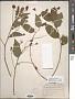 Ceanothus americanus L.