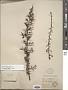 Ceanothus buxifolius Willd. ex Roem. & Schult.