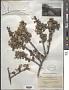 Ceanothus ferrisae McMinn