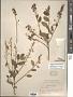 Ceanothus integerrimus Hook. & Arn.