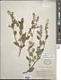 Ceanothus integerrimus Hook. & Arn.