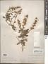 Ceanothus integerrimus Hook. & Arn.