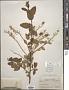Ceanothus integerrimus Hook. & Arn.
