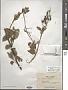 Ceanothus integerrimus Hook. & Arn.