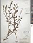 Ceanothus integerrimus Hook. & Arn.