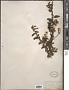Ceanothus papillosus Torr. & A. Gray