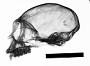 Cebus capucinus