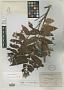Cedrela macrocarpa Ducke