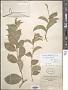 Celastrus subspicatus Hook.