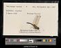 Celithemis bertha