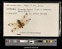 Celithemis elisa