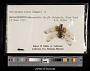 Celithemis elisa