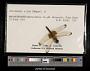 Celithemis elisa