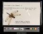 Celithemis elisa